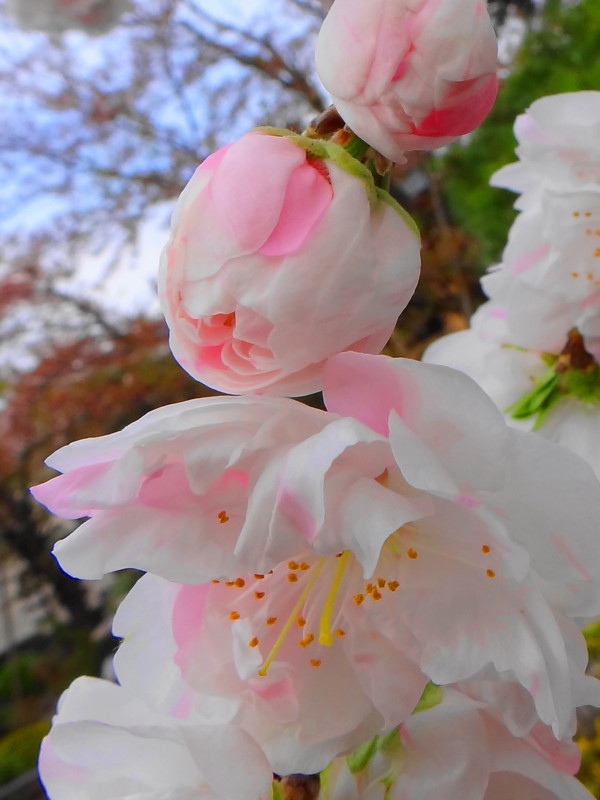 f:id:noir555:20121228133553j:image:w640