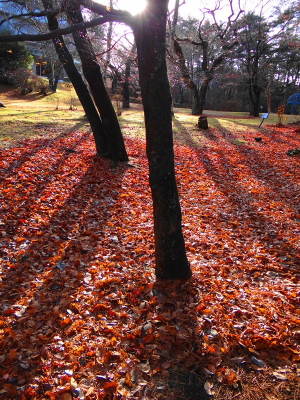 f:id:noir555:20121230134212j:image:w640