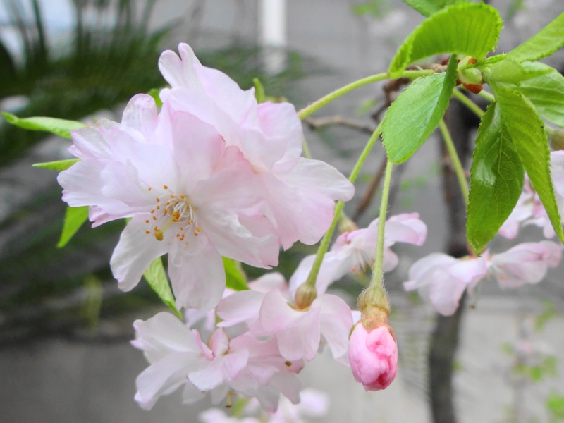 f:id:noir555:20130331171354j:image:w640
