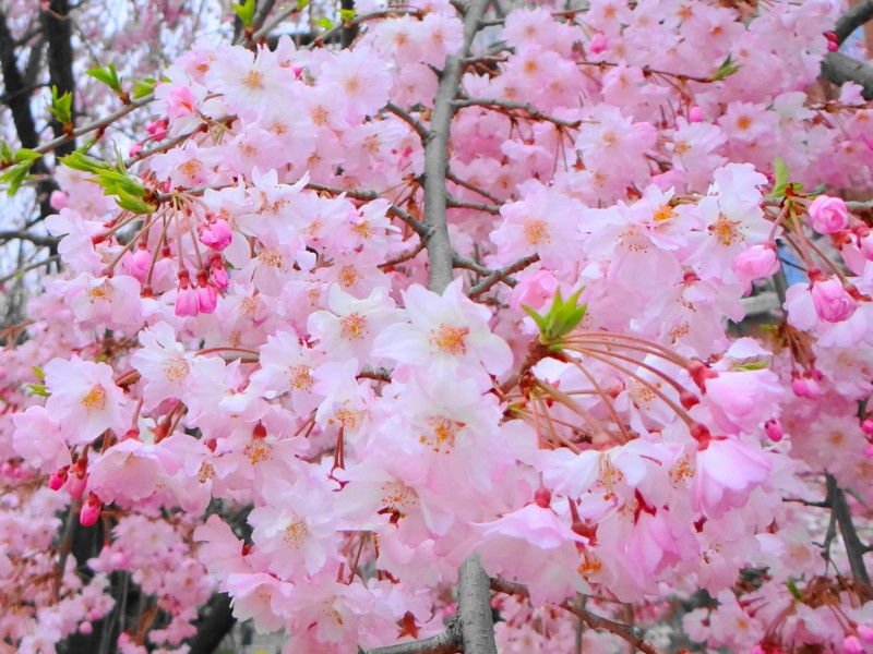f:id:noir555:20130331171407j:image:w640