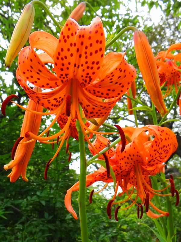 f:id:noir555:20130703003925j:image:w640