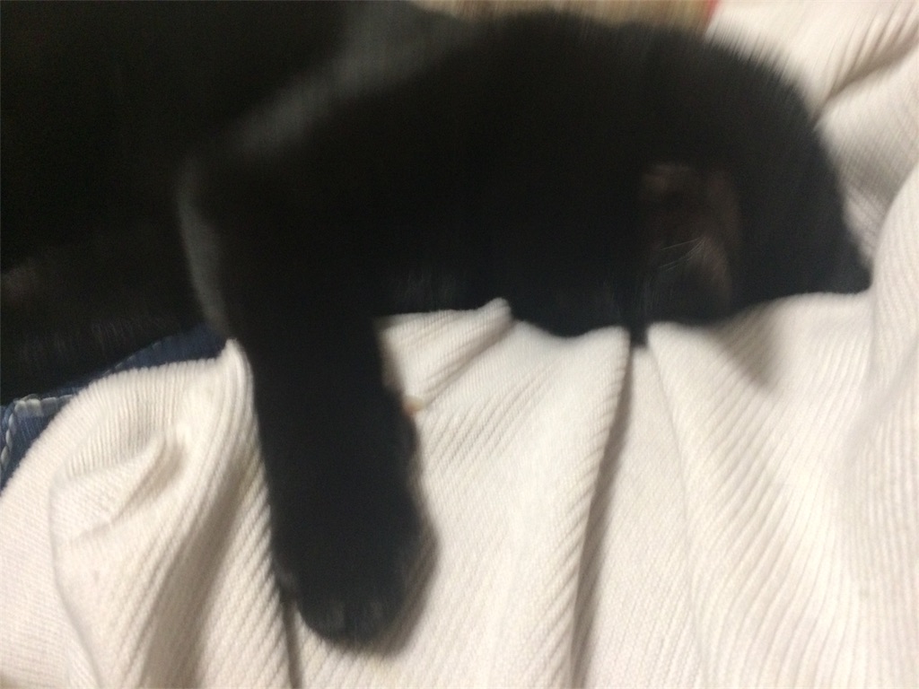 猫の尻尾 脱臼 しちゃった 黒猫ノアの日常 猫の尻尾 脱臼 しちゃった 黒猫ノアの日常