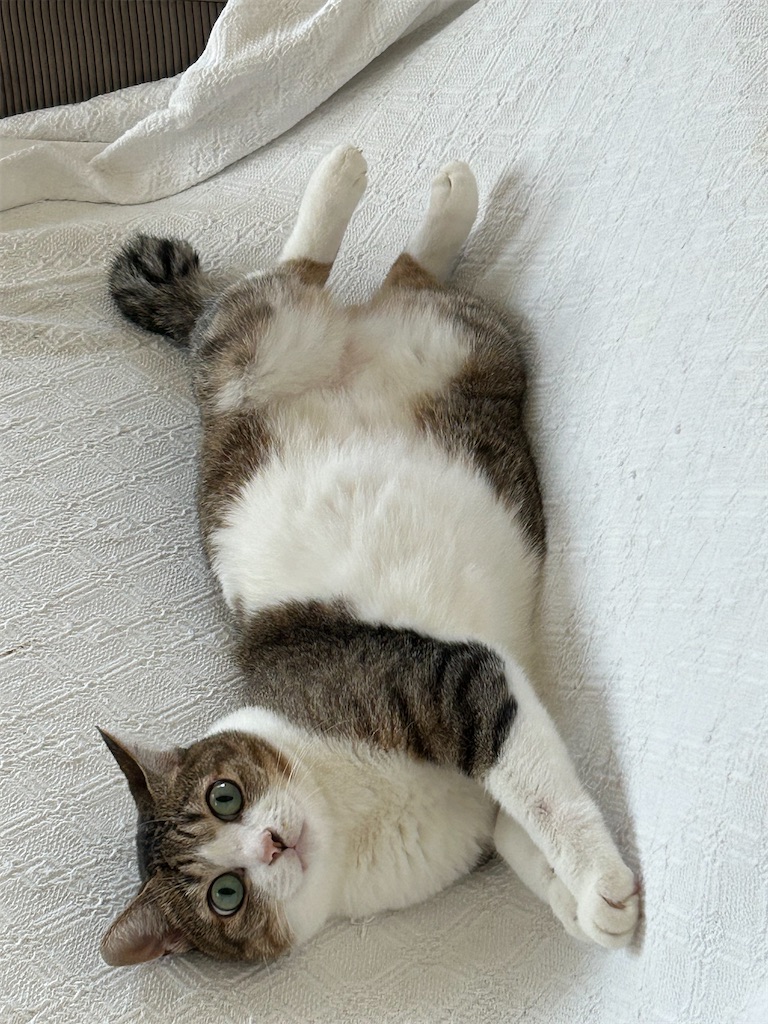 f:id:noise-machine:20250824205109j:image
