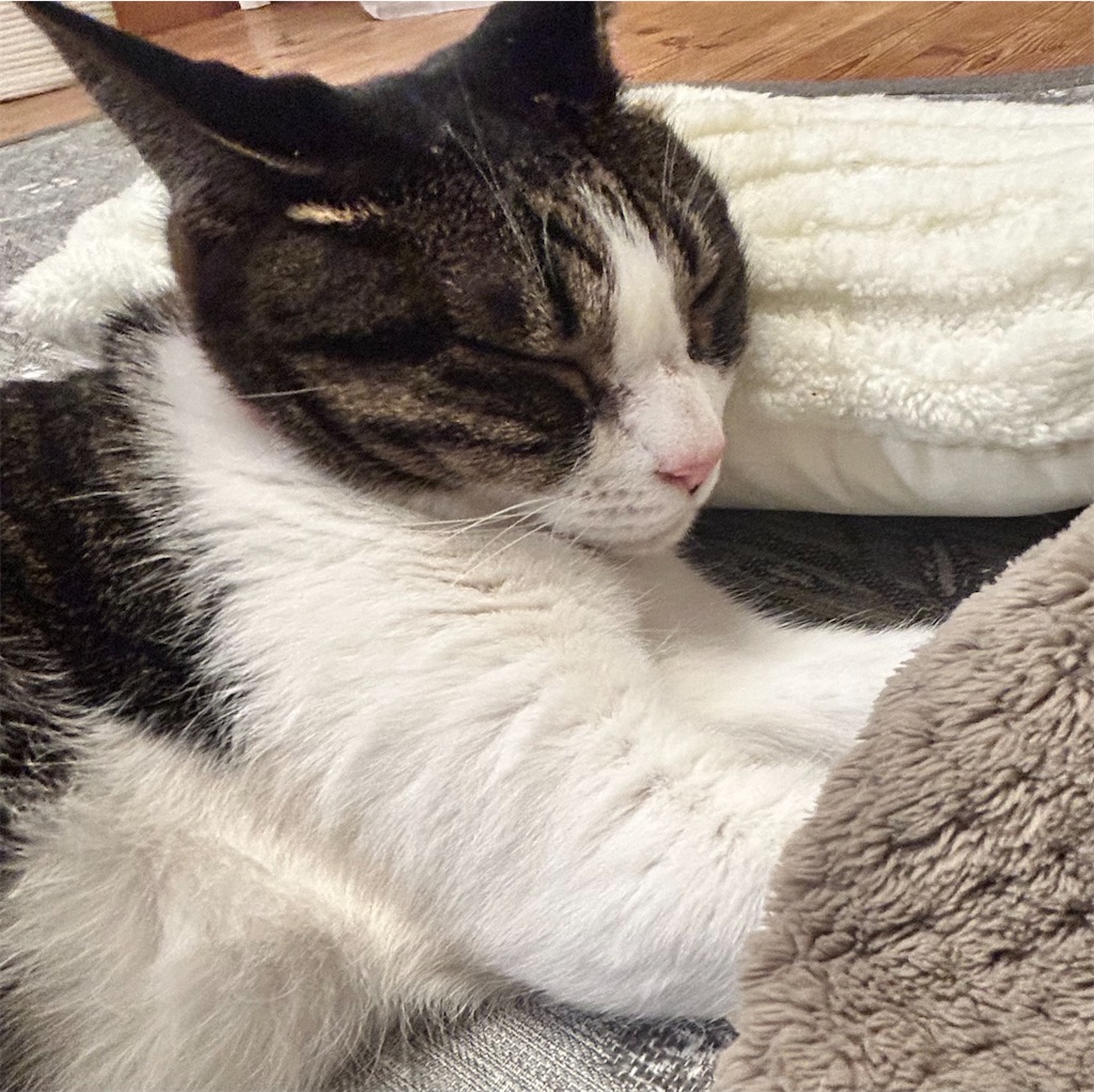 f:id:noise-machine:20251214082844j:image