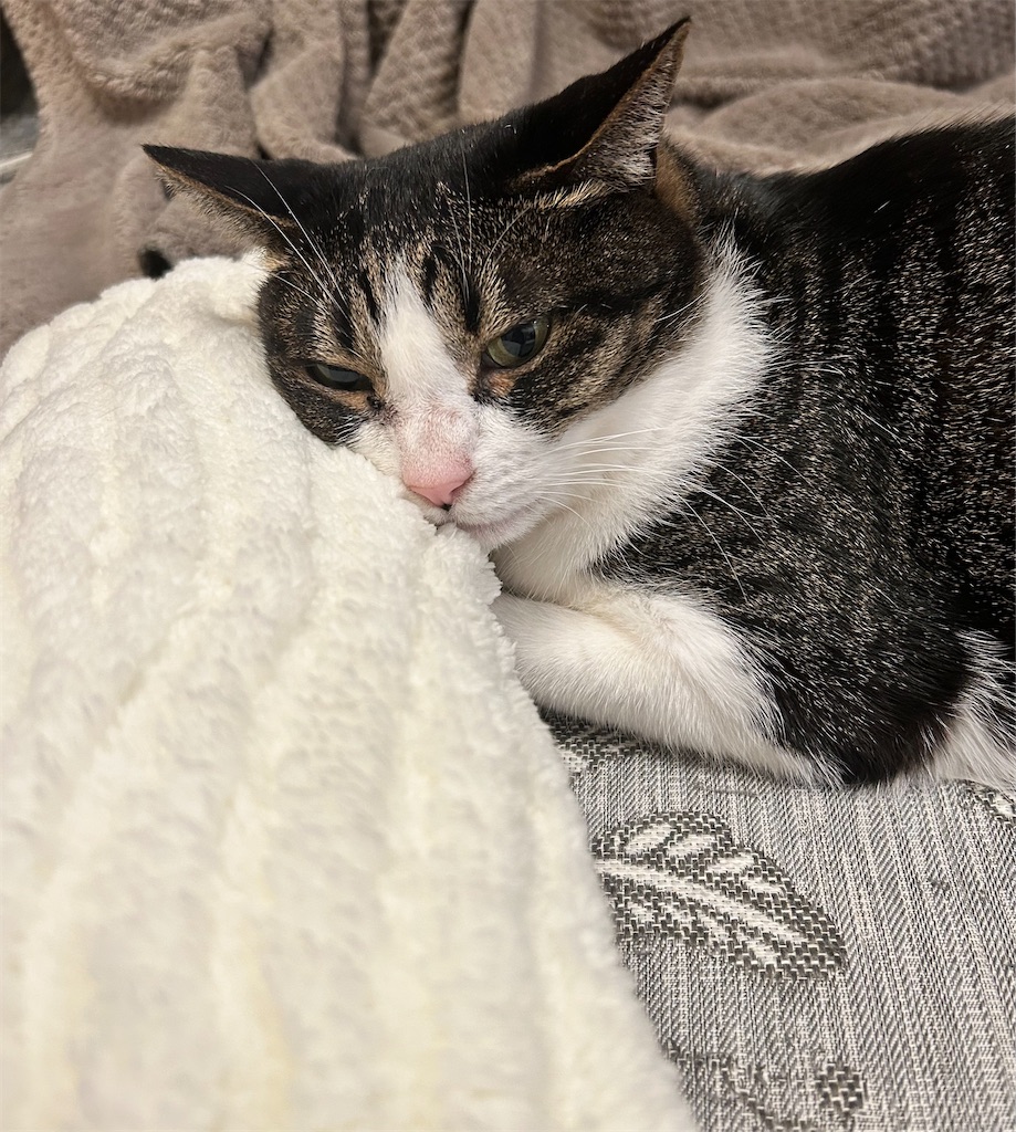 f:id:noise-machine:20251214083415j:image