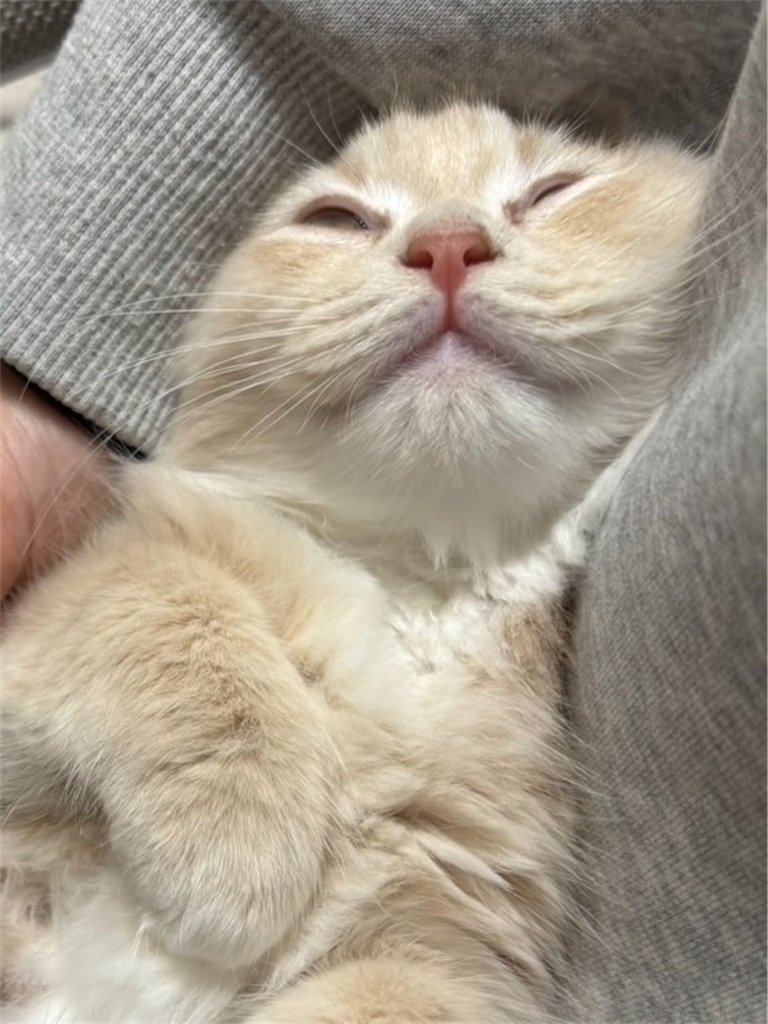 f:id:noise-machine:20251229070952j:image