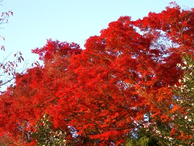 紅葉:哲学の道