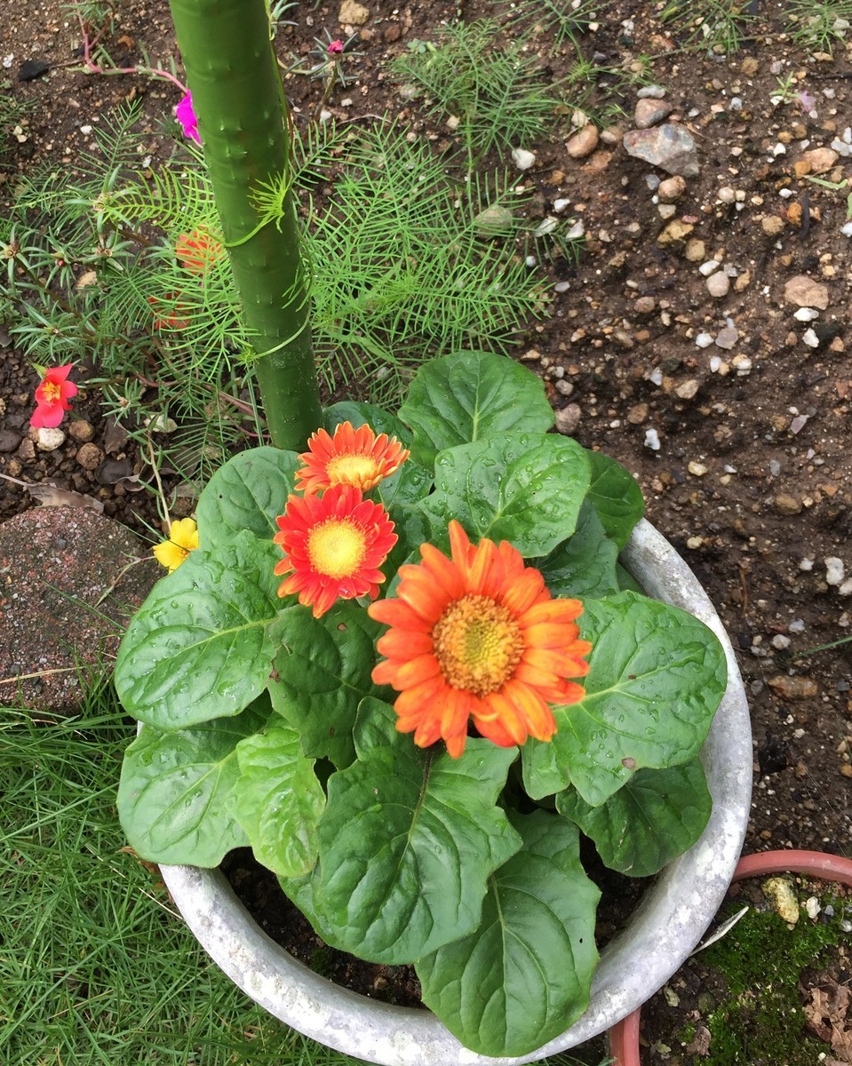 復活した花 復活の朝 はらっぱ日記
