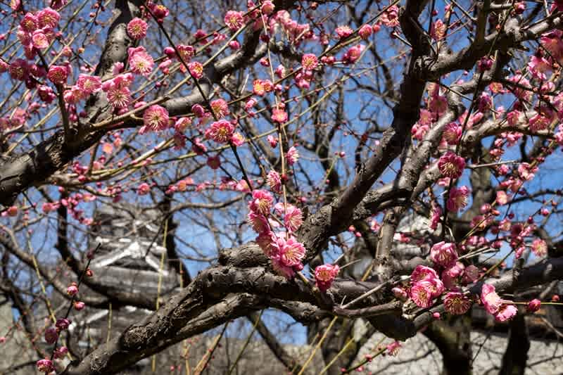来た来た - nojinoji鍼灸治療院
