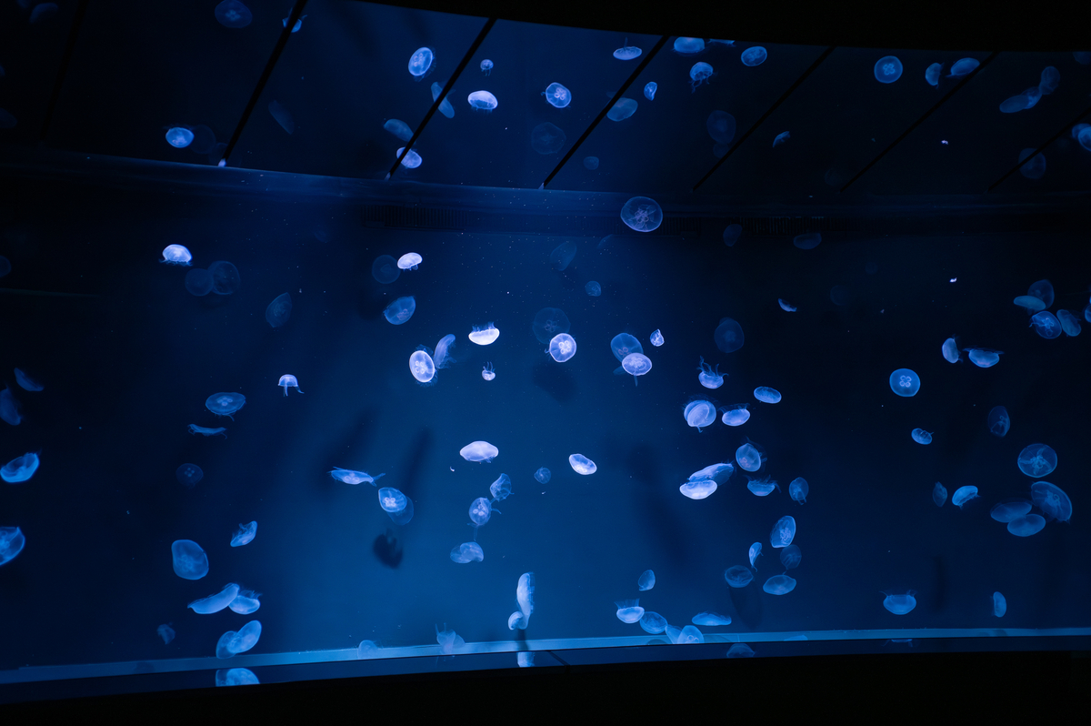 学園アイドルマスターコラボ(初星水族館)でサンシャイン水族館に