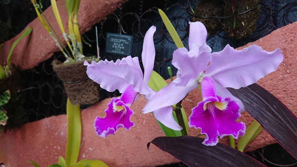 星の植物館内花