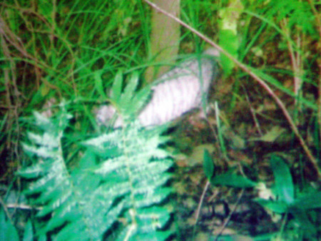 f:id:noken:20081118194240j:image f:id:noken:20081118194240j:image