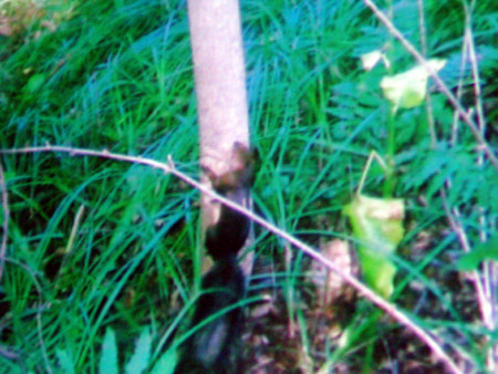 f:id:noken:20081118194951j:image f:id:noken:20081118194951j:image