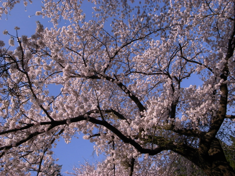f:id:noki623:20090413062237j:image:w400