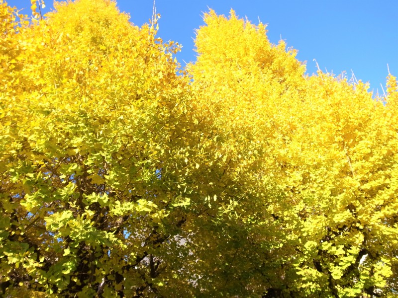 f:id:noki623:20151213155901j:image:w300 f:id:noki623:20151213155901j:image:w300