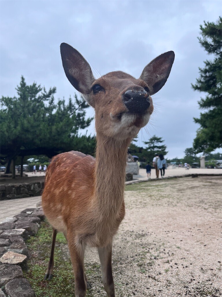 f:id:noki623:20230706093932j:image