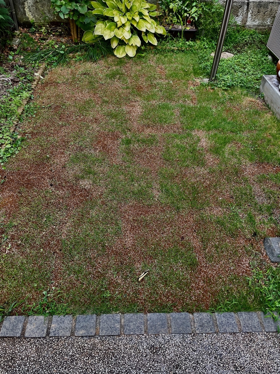 7 30から1週間の成長記録 ノキノキ日記 その１