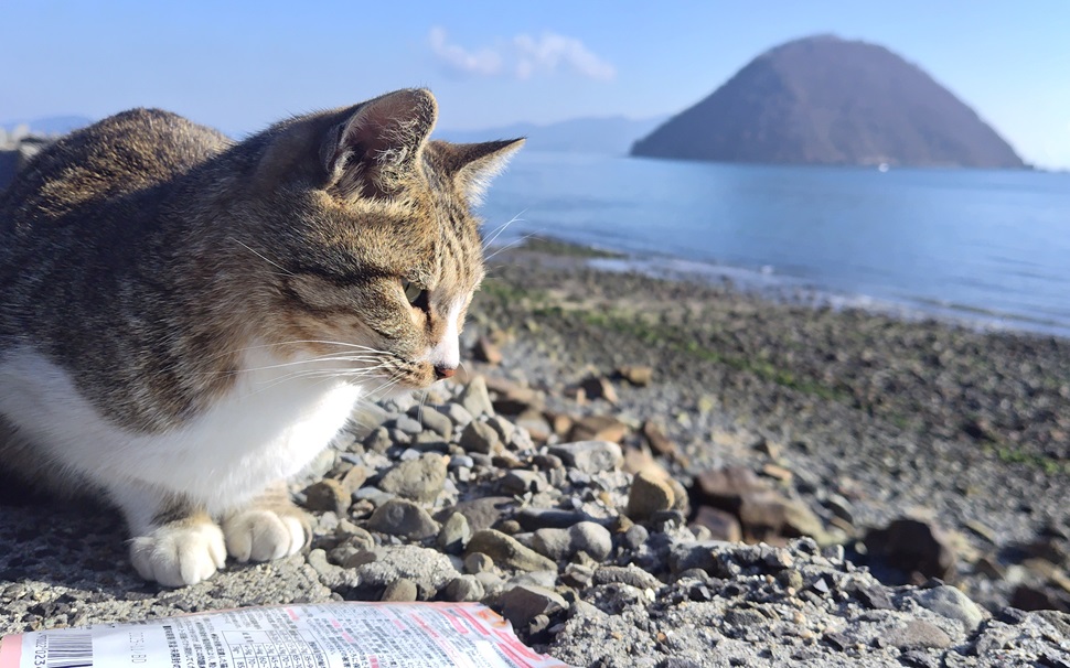 飛び猫の佐柳島に行った（1） - そこはかとなく