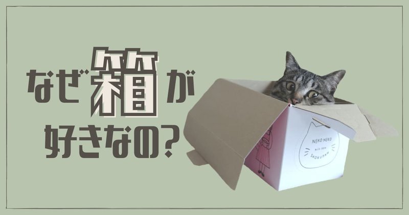 なぜ猫は箱が好きなのか？