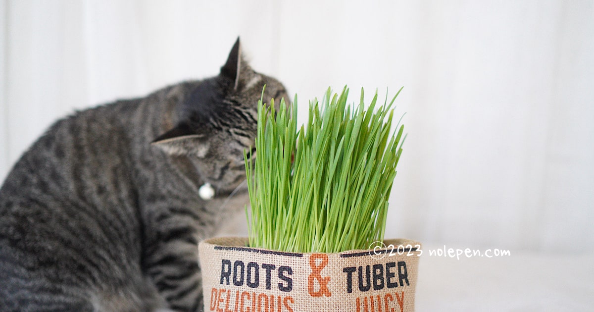 猫草を食べるキジトラ猫