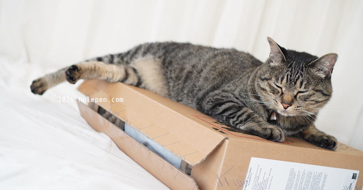 ノートパソコンが入っているダンボール箱の上で眠るキジトラ猫