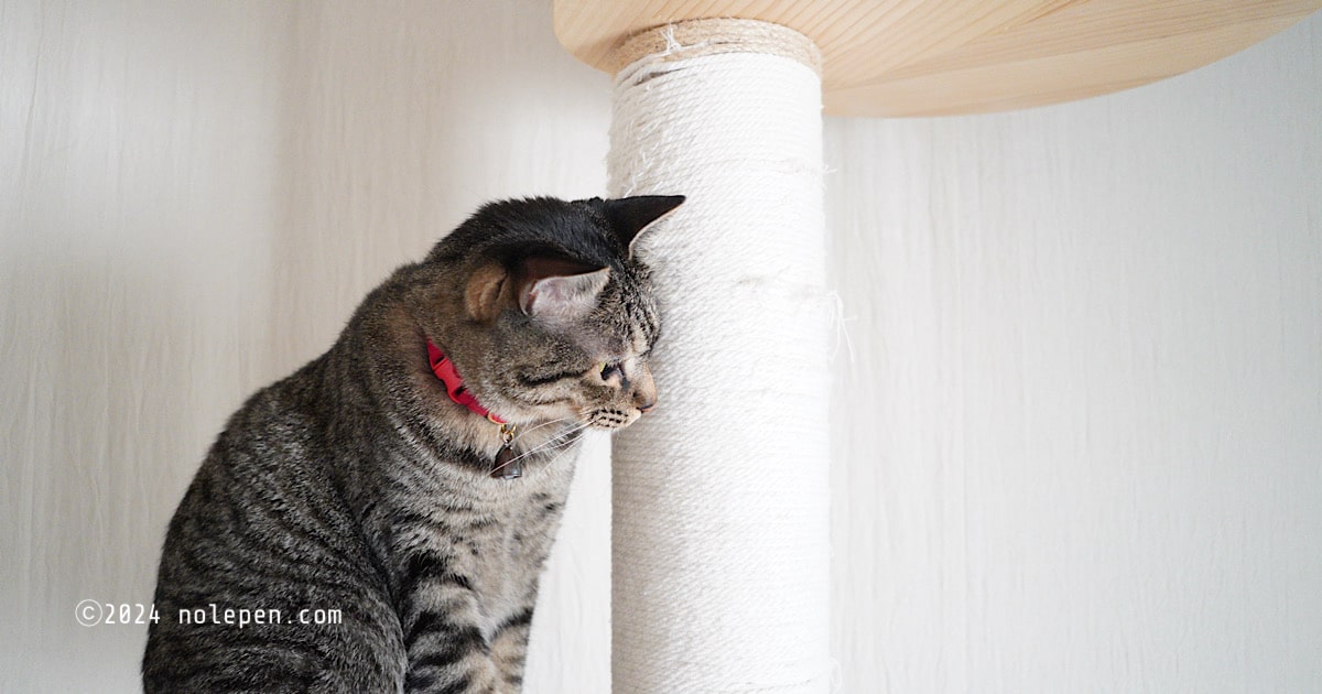 爪とぎロープよりも麻紐が好きなのかもしれないキジトラ猫
