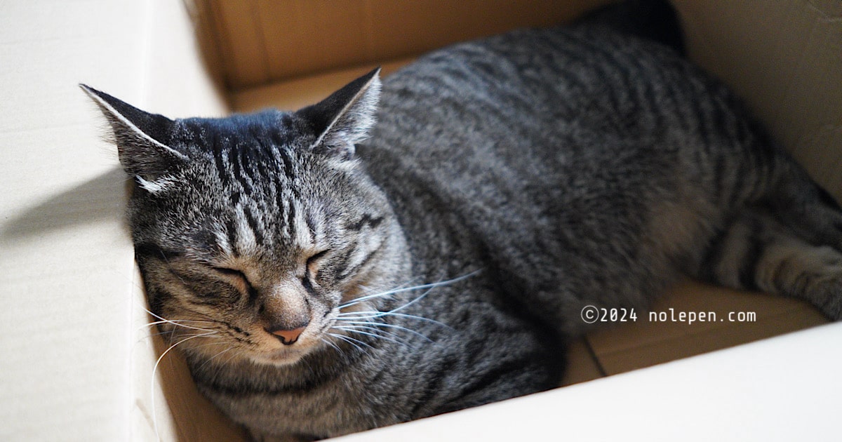 ダンボール内で眠る寝不足のキジトラ猫