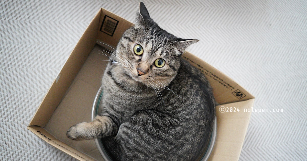 ダイソーの耐熱ガラスボウル（550円）に入ったキジトラ猫