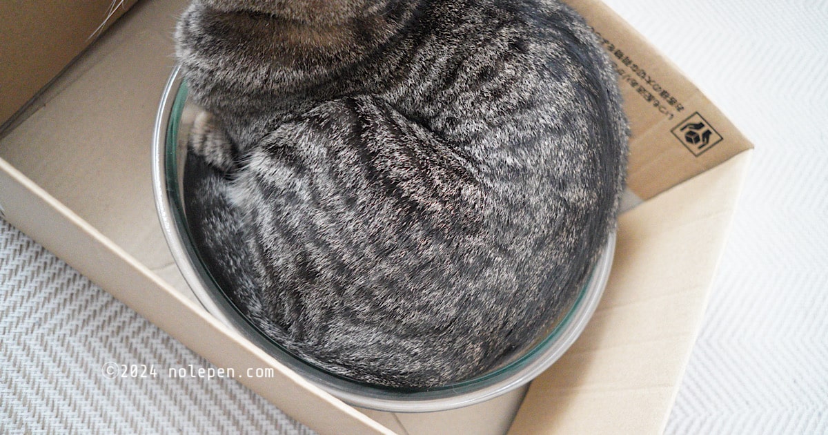 ダイソーの耐熱ガラスボウル（550円）にすっぽり収まるキジトラ猫