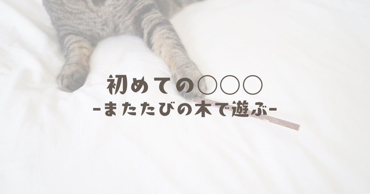 初めての〇〇〇-またたびの木で遊ぶ-