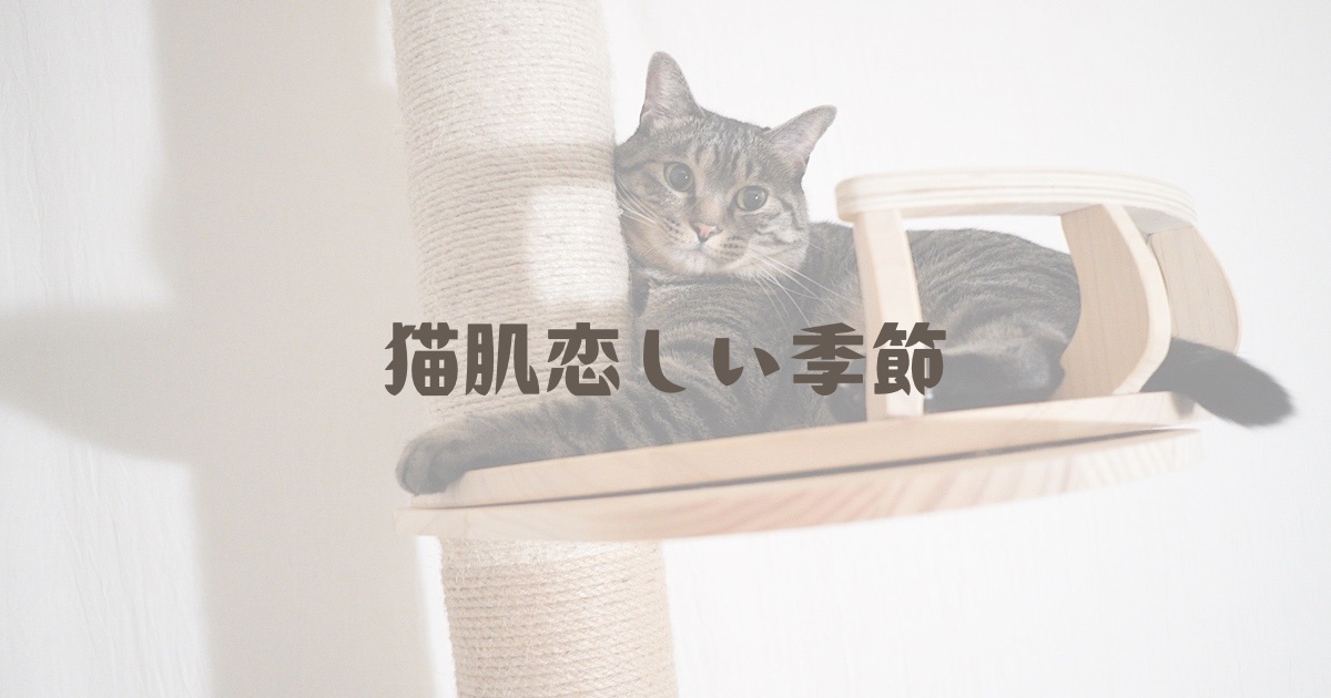 ついにやって来た！猫肌恋しい季節