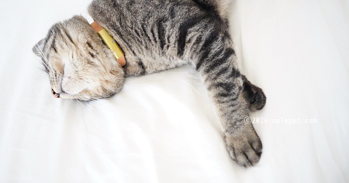 Catlog Belt交換でオシャレを楽しむ！ - のれぺん