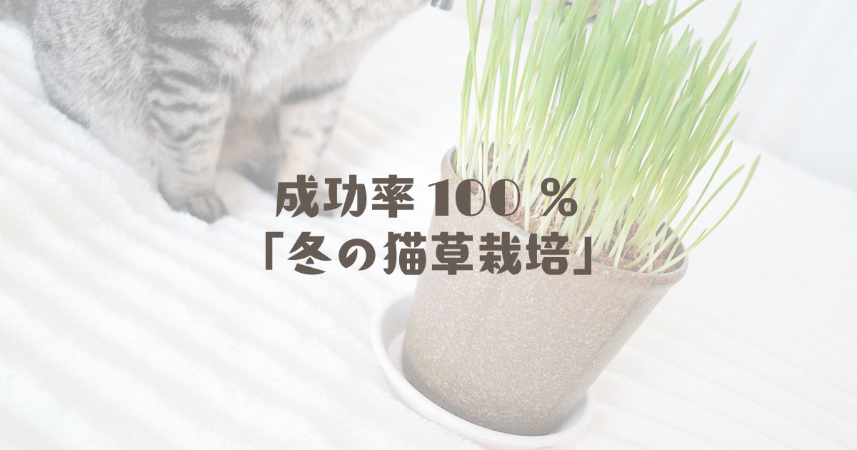 成功率１００％！冬の猫草栽培