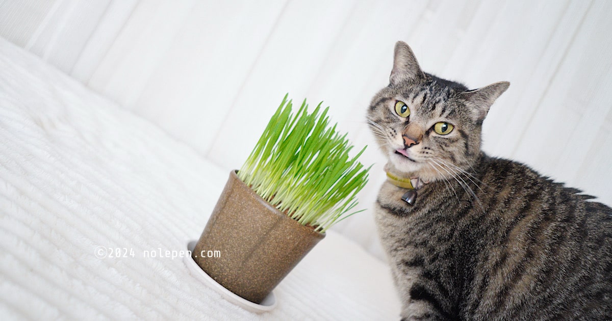 冬の栽培の成功率は１００％、立派な猫草が育ちました！