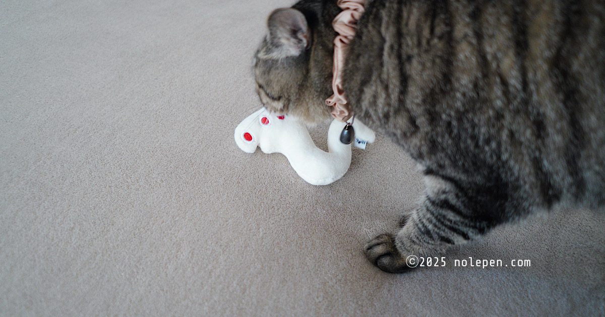 興味津々、しろいへびのおもちゃをクンクンする愛猫のれ