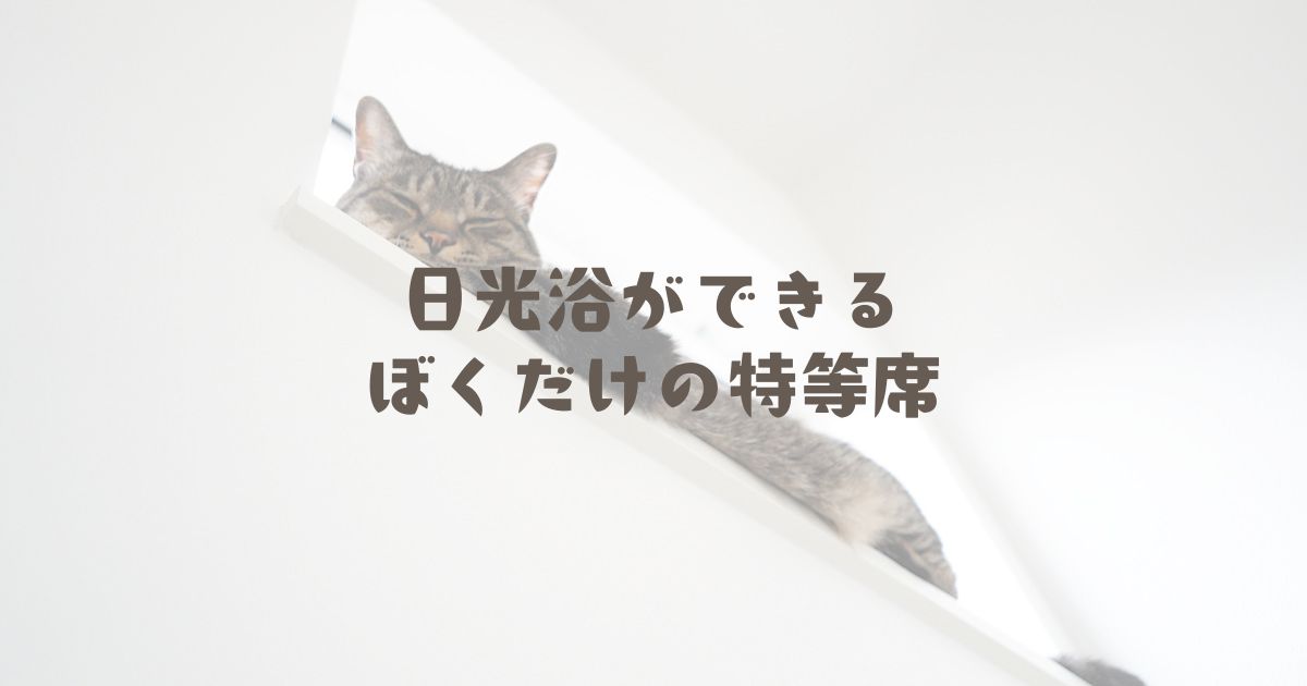 日光浴ができるぼくだけの特等席