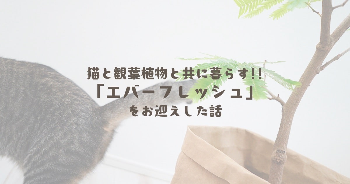 猫と観葉植物と共に暮らす!!「エバーフレッシュ」をお迎えした話