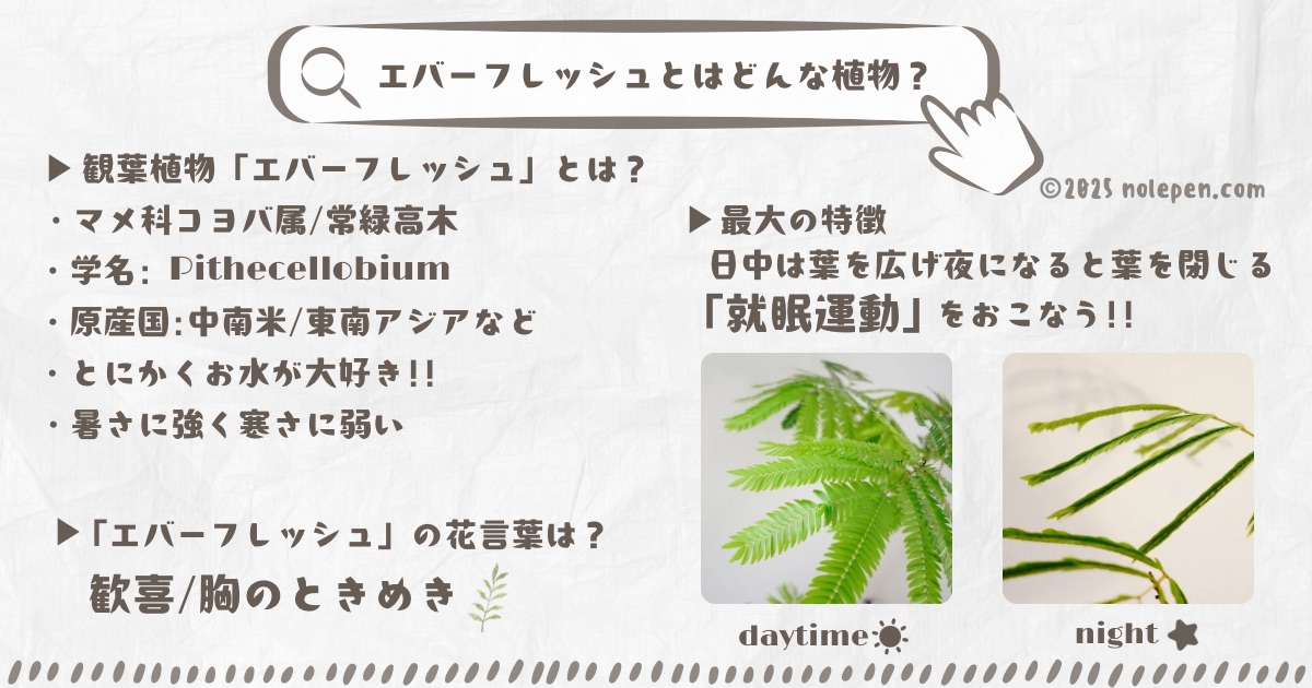 猫ちゃんがいても安心、「エバーフレッシュ」とはどんな植物！？