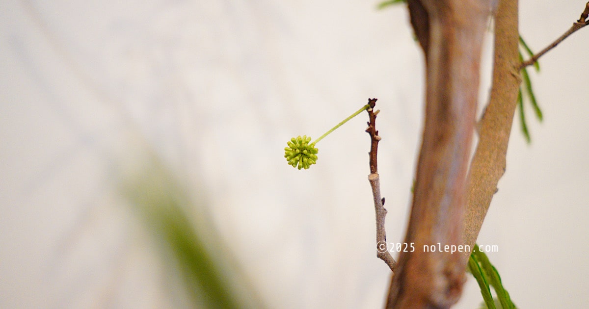 花の時期は終わったと思いきや、最近出てきたエバーフレッシュの蕾