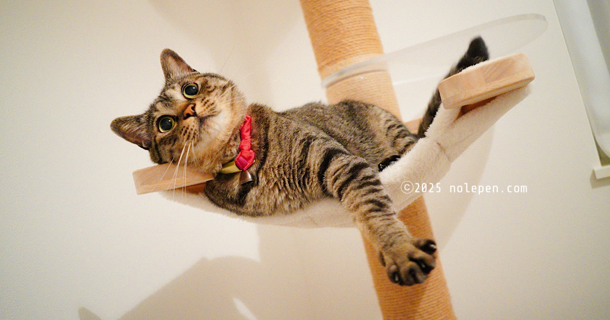 寝る前の愛猫のれ的ルーティン、ゴロゴロデレデレが止まらない！