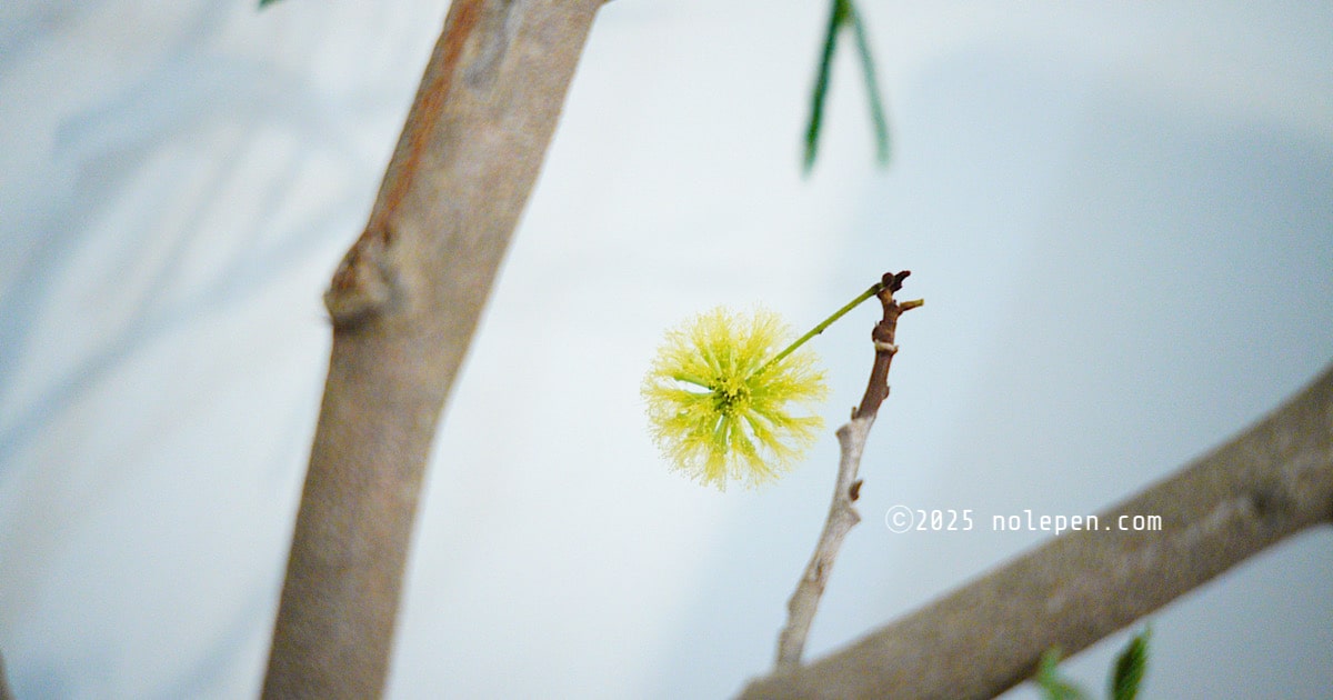 クリームイエローのふわふわが可愛い、エバーフレッシュの花が咲いた!!