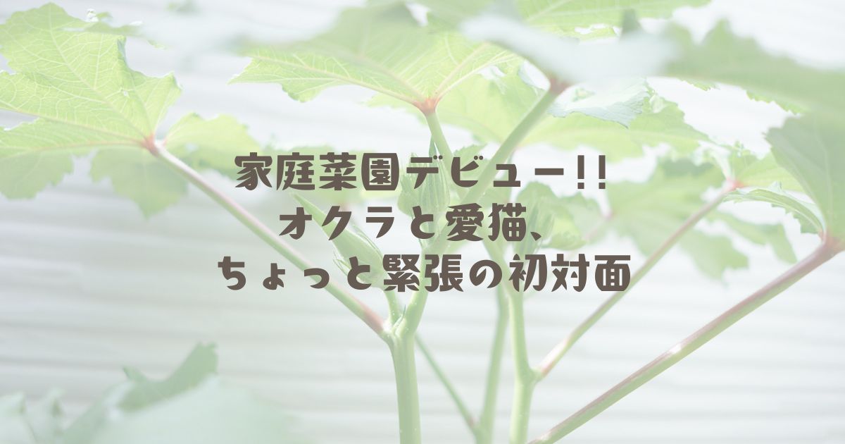 家庭菜園デビュー!!オクラと愛猫、ちょっと緊張の初対面
