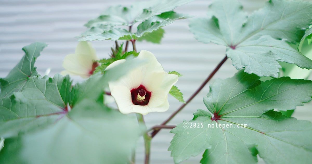 可愛らしいオクラの花
