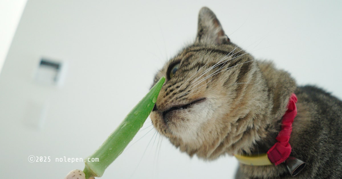 ビビリな愛猫のれとオクラ、ちょっと緊張の初対面！