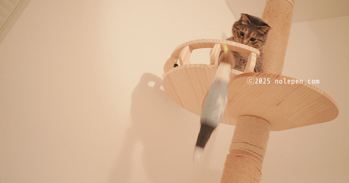 久々の再会が嬉しくてルイ君に猛アタックする愛猫のれ