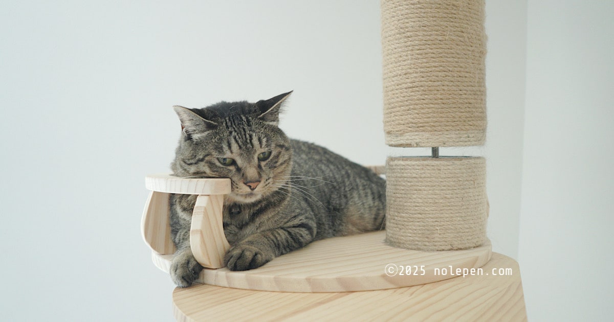 キャットタワーの組み替え中、可愛いお邪魔虫がやってきた！