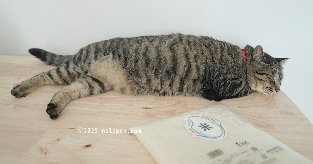お米には興味なし、ぼくはカツオ派な愛猫のれ