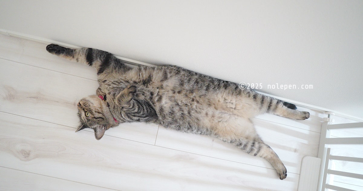 急所であるお腹を見せることがほぼなかった愛猫のれのへそ天姿。