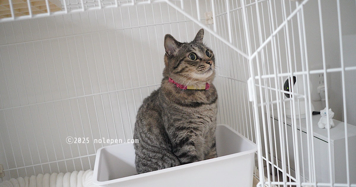 これから来る妹の為にまずはトイレを点検する愛猫のれ