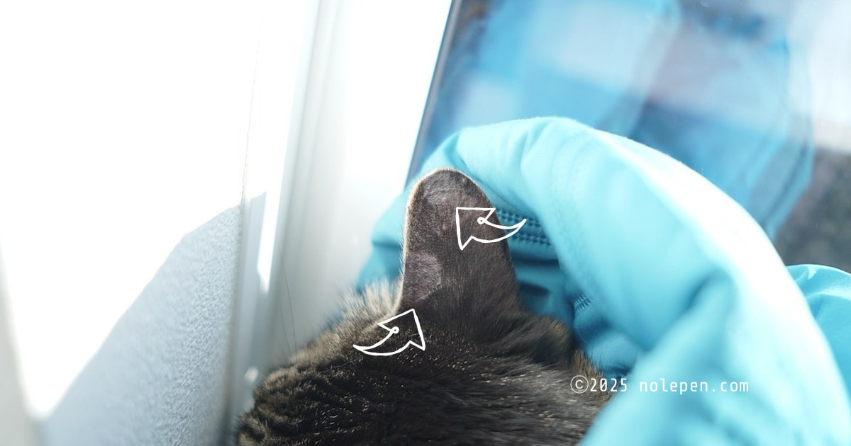 耳の真菌感染部分が良くなってきた兄のれ